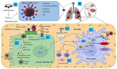 Elucidating the Neuropathologic Mechanisms of SARS-CoV-2 Infection